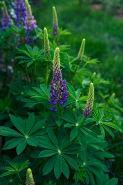Lupin çiçekleri bahçede çiçek açıyor.