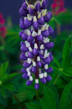 lupine flowers are blooming in the garden clipart