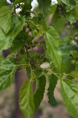Olgunlaşmamış dutlar ağaçta, bitki arka planında