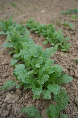 Evdeki bahçe yatağında bir turp yaprağı yetişiyor.