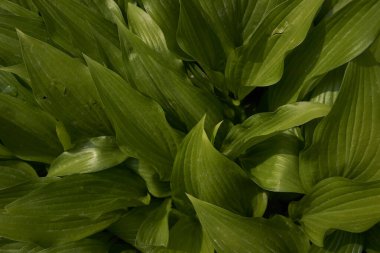                 Hosta plantaginea sert ışıkta, bitki arka planında               