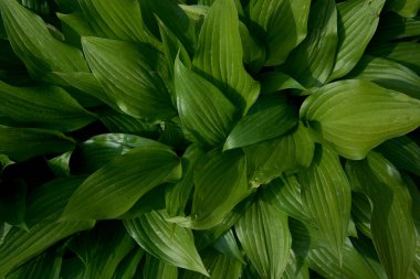                 Hosta plantaginea sert ışıkta, bitki arka planında               