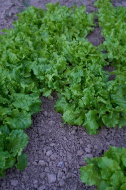   kıvırcık marul yaprakları evdeki bahçe yatağında yetişir.                             