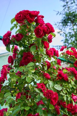 Bahçedeki kırmızı güller 