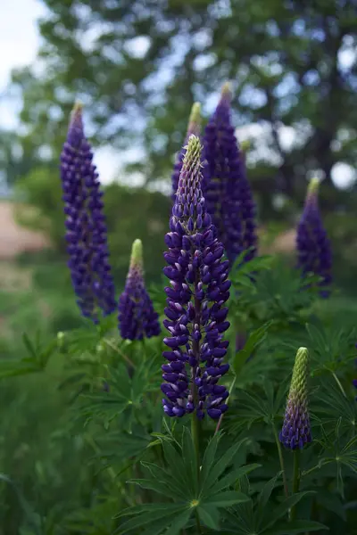 Stock image lupine flowers are blooming in the garden