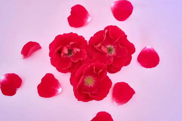 Pembe arka planda kırmızı güller ve taç yaprakları