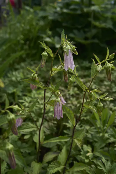 Stock image a Campanula takesimana in the garden, plant background