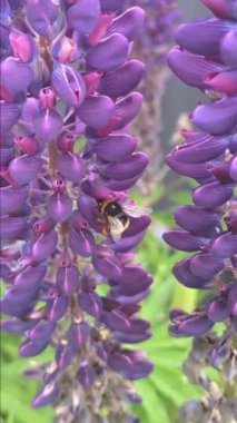 Arı, yaban arısı lupin çiçeklerini döller, nektar toplar.