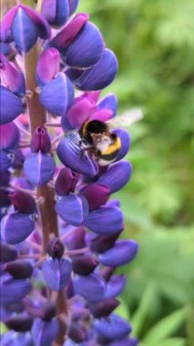 Arı, yaban arısı lupin çiçeklerini döller, nektar toplar.