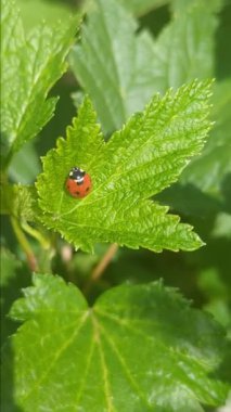 Uğur böceği üzümlü yaprağa tırmanır.