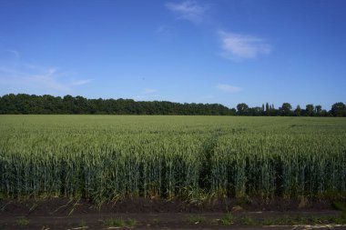 Bir yaz gününde yeşil buğday tarlası