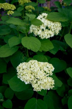 Bahçedeki ortanca çiçekleri