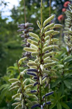 Lupine tohumları bahçede olgunlaşır.