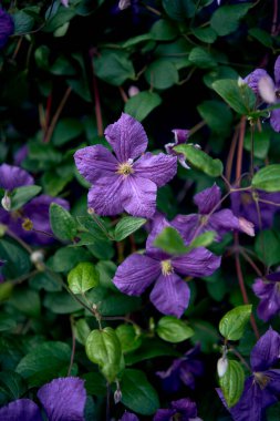 Clematis viticella 'nın mor çiçekleri çitlere tırmanıyor.