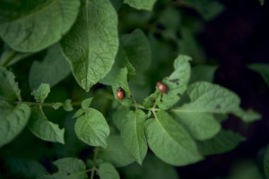 Genç bir Colorado patates böceği patates yaprağı yer.