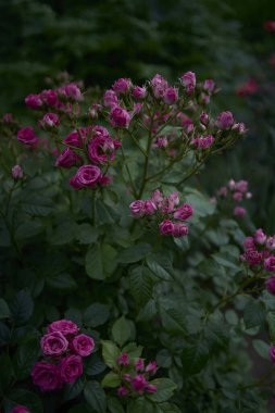  Çiçek tarhında çalı gülleri