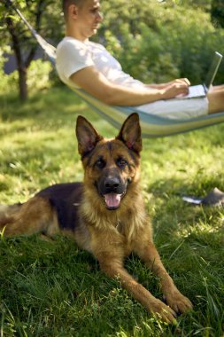 Adamın biri evcil köpeğinin yanındaki hamakta dizüstü bilgisayarda çalışıyor.