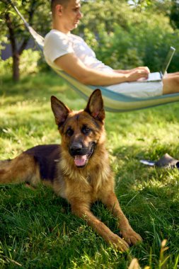 Adamın biri evcil köpeğinin yanındaki hamakta dizüstü bilgisayarda çalışıyor.