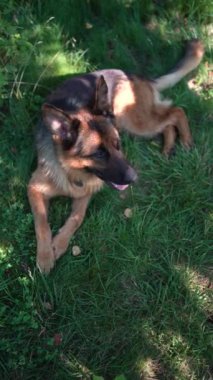Alman çoban köpeği çimenlerde yatıyor.