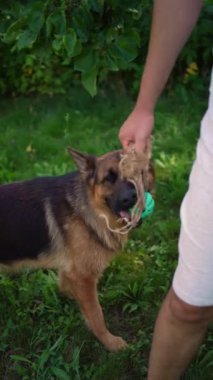 Bir adam köpekle oynuyor, oyuncak çekiyor, oyuncağı çiğniyor.