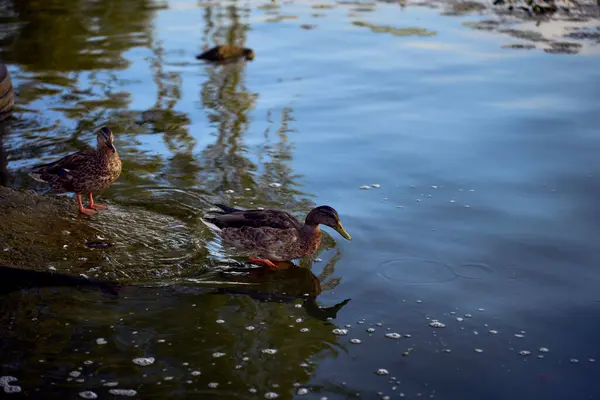 stock image      wild ducks on the river at sunset                          