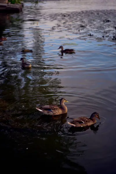 stock image      wild ducks on the river at sunset                          