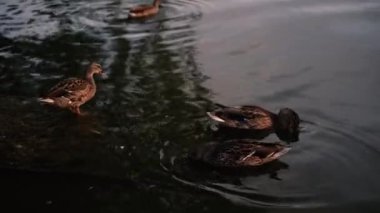 Birbirlerine aşık çiftler gün batımında nehirde kano yapıyorlar.