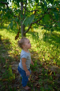      Küçük çocuk bahçede piknikte ailenin önünde bağırır ve ağlar.                          