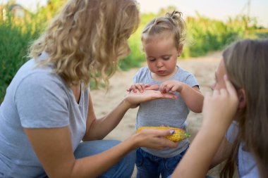 Yeşil mısır tarlasında çiğ mısır yiyen yeni yürümeye başlayan bir anne.           