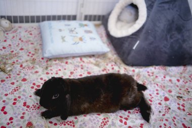 Öğrenci yatakhanesinde büyük bir kafeste evcil bir tavşan.                    