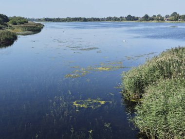 Deniz yosunları ve su körfezde