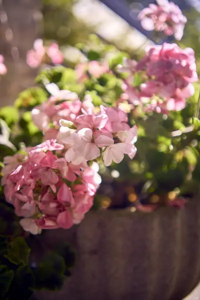       Frederiksberg Park botanik bahçesinde pembe bir sardunya, pelargonyum.                       