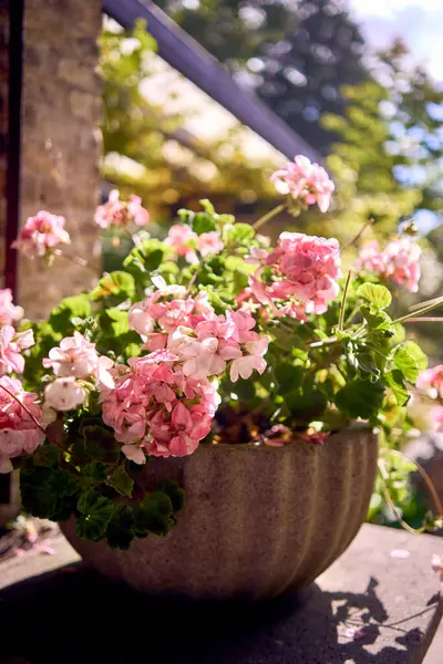       Frederiksberg Park botanik bahçesinde pembe bir sardunya, pelargonyum.                       