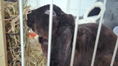 Evcil tavşan kafeste saman yiyor.