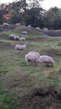 Kopenhag 'da bir tarlada otlayan koyunlar