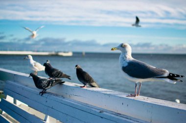 seagulls and pigeons on the seashore in winter clipart