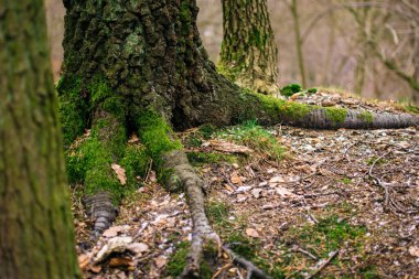 Gdansk, Polonya 'da sonbaharın sonlarında ormandaki ahşap korkuluklu bir patika.