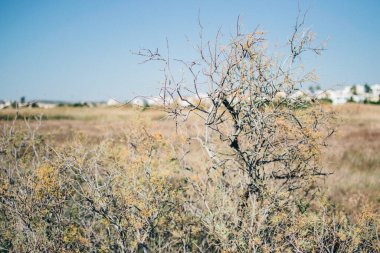 a photo of dry bushes on Cyprus clipart