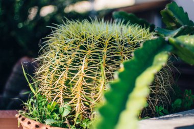 Büyük bir kaktüs bir evin bahçesini dekore ediyor. 
