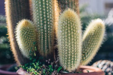 Büyük bir kaktüs bir evin bahçesini dekore ediyor. 