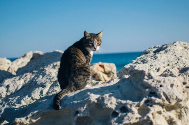 Kıbrıs sokaklarında ve plajlarında başıboş kediler