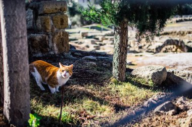 Paphos, Kıbrıs - 30 Aralık 2018: Paphos kentinde antik kalıntılar açık ücretsiz sergi