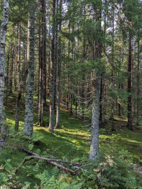  Norveç 'in yamaçlarındaki orman ve ağaçlar