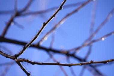      Üstüste dizili dallar, sarkıtlar,                          