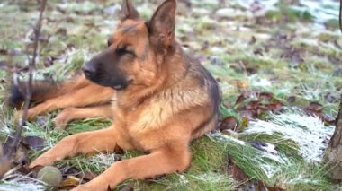 Alman çoban köpeği kışın yerde yatar.