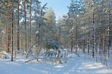 Kışın karla kaplı ormanda yürüyüş yolu Rayskala, Finlandiya.