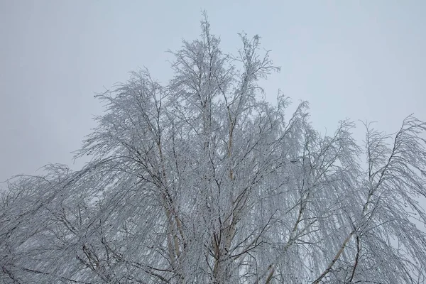 Kışın bulutlu gökyüzüne karşı yapraksız ağaç dalları.