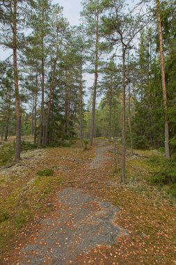 Tuomalansuo 'da sonbaharda doğa yolu, Tuusula, Finlandiya.