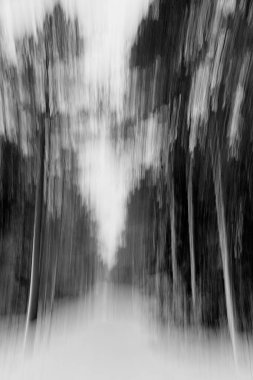 Kış aylarında hareket bulanıklığı tarafından yaratılan ağaçların arka planı gibi bir rüyanın kasıtlı kamera hareketi (ICM) resmi.