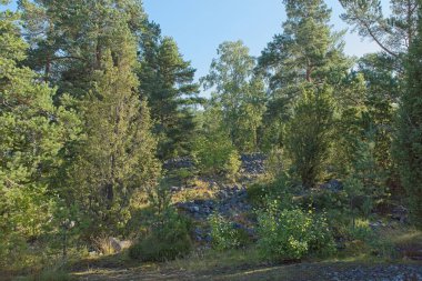 Antik Yoldia Denizi 'nin Rocky plajı yazın Jakomaki' deki tepenin üstünde, Helsinki, Finlandiya.